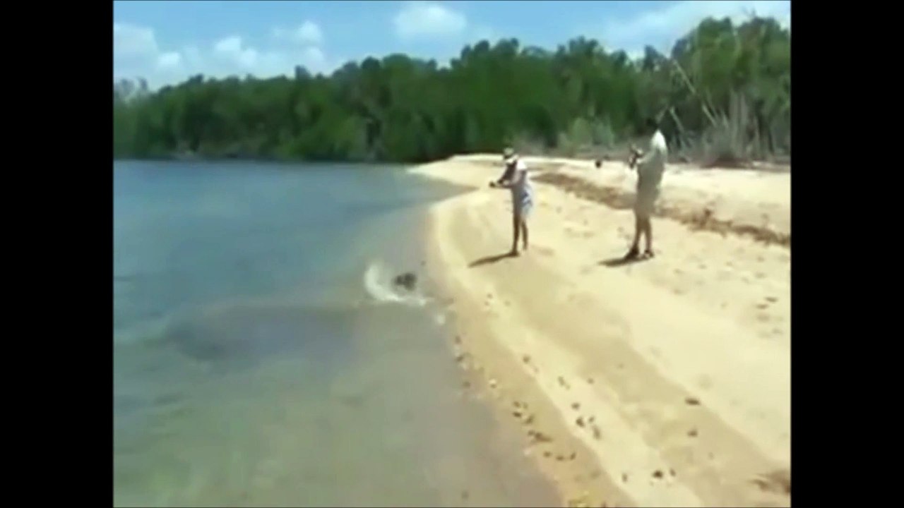 Le crocodile s'y prend très mal pour voler ce requin échoué sur la plage