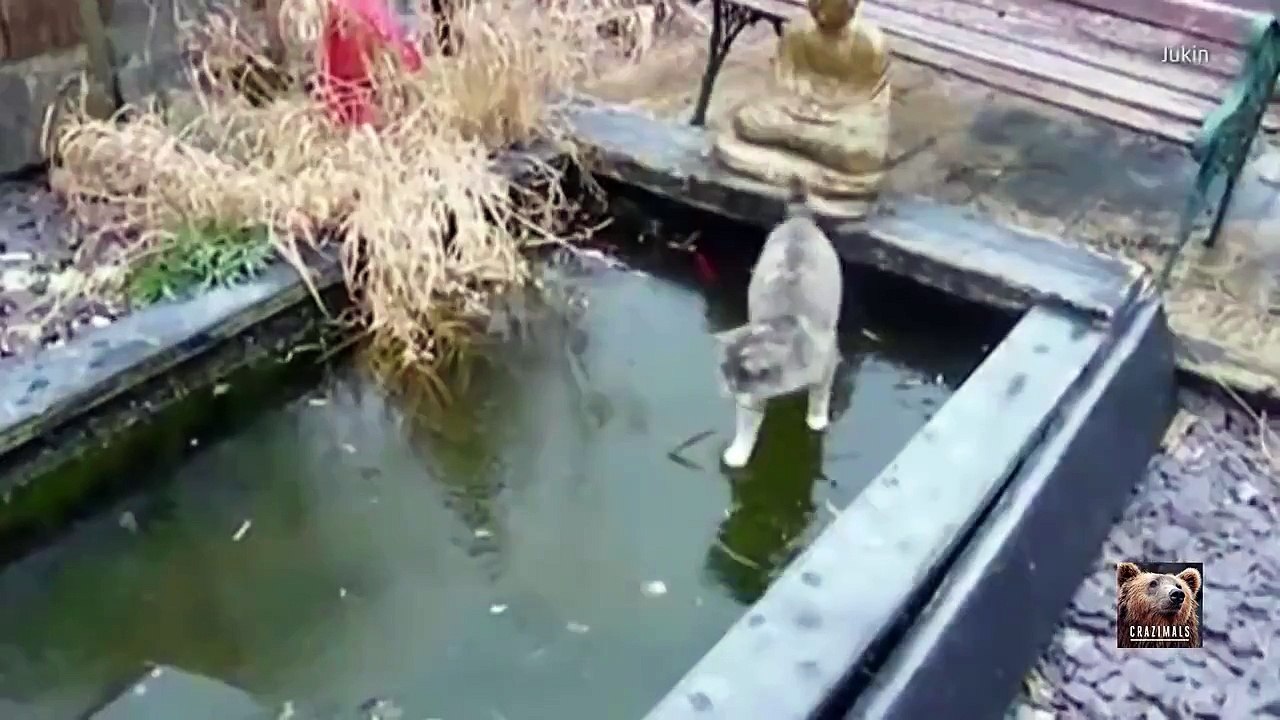 Crazimals: Cat Fishing Fail