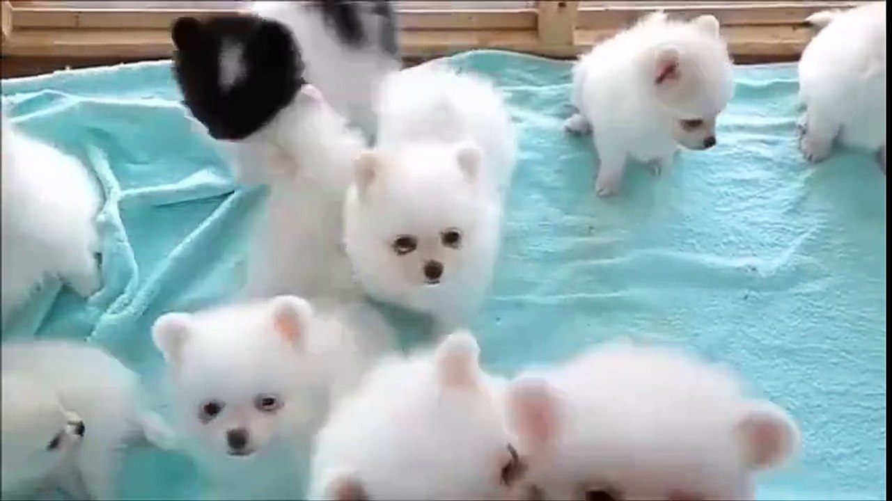 Şunların Güzelliğine bakar mısın :)
