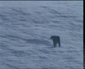 pan pipes - Albatross