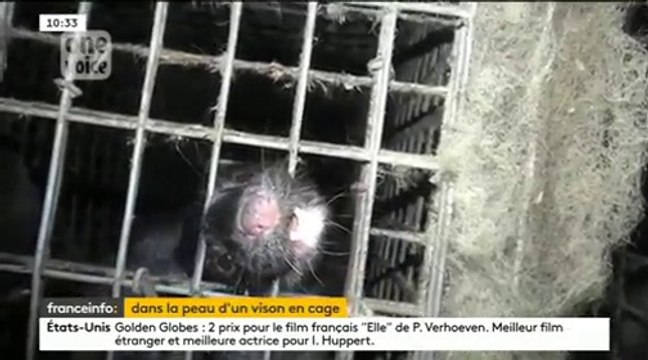 Une ONG dévoile des images chocs de l'élevage de visons en France destiné à la fourrure