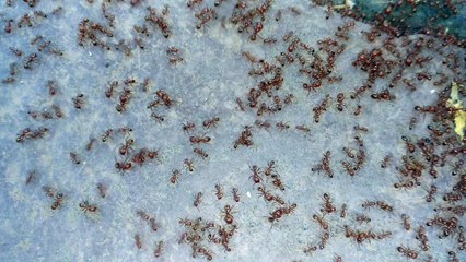 Ant Flock Fighting Among Themselves