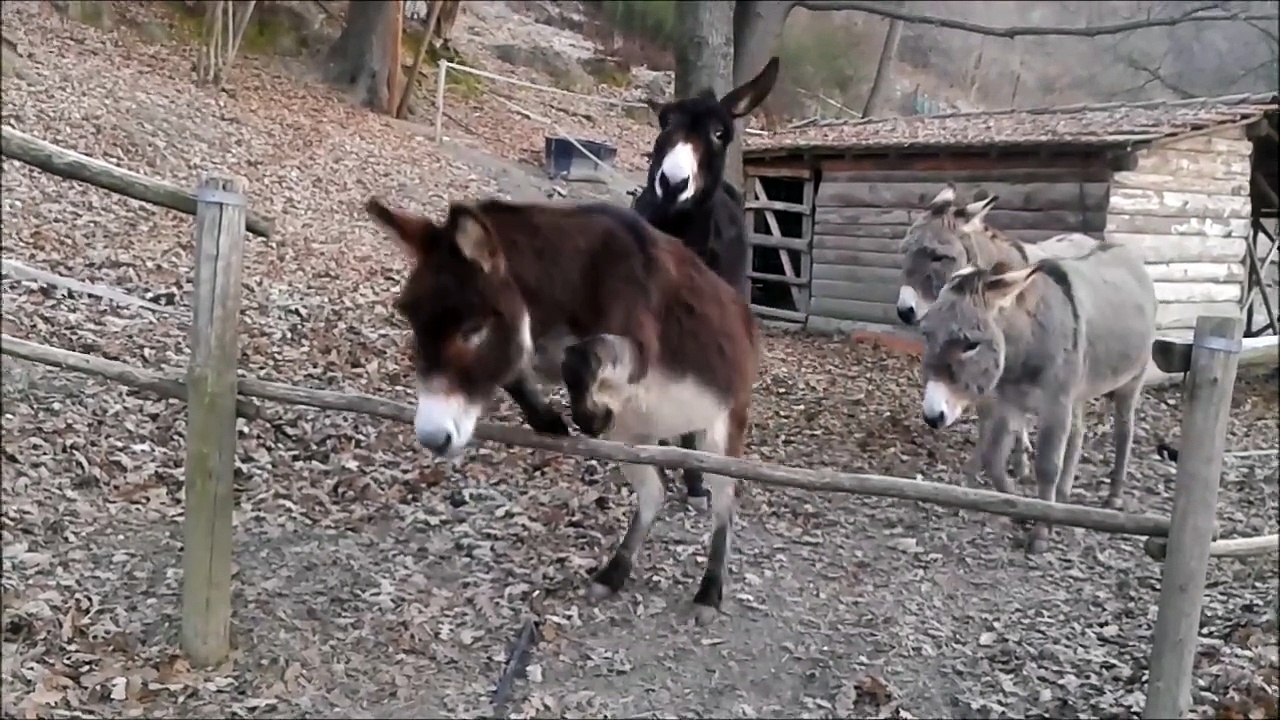 Ânes vs Barrière