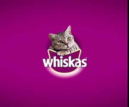 Boire une bière sans les mains