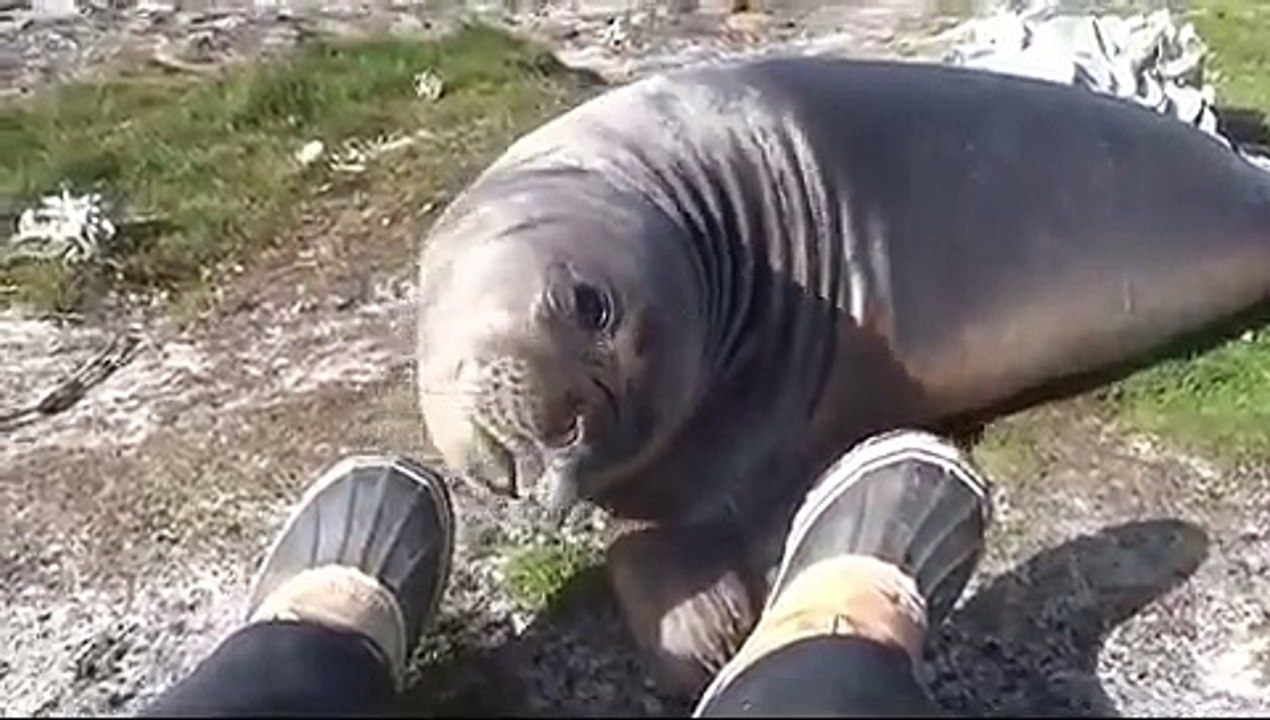 Cet éléphant de mer est un champion de la roulade. Hilarant !