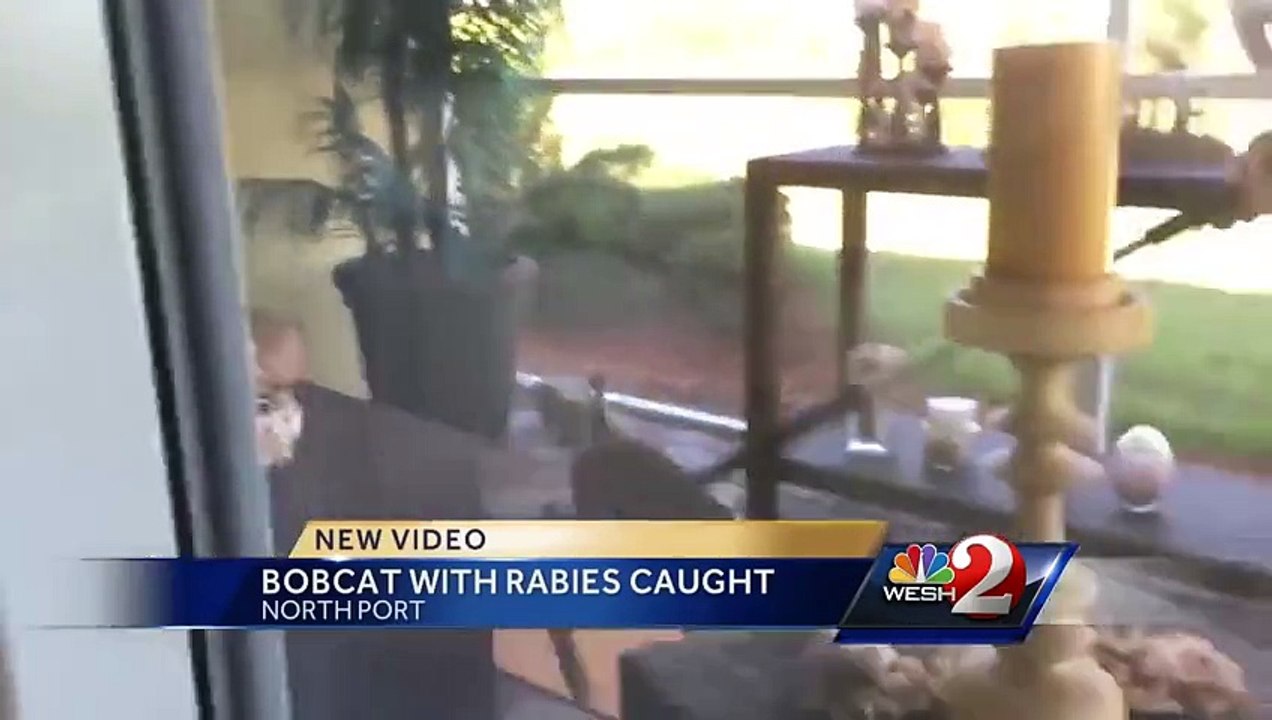 Un lynx roux attaque un dompteur !