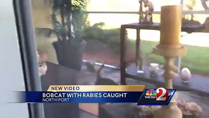 Un lynx roux atteint de la rage entre dans une maison et attaque un dompteur venu le récupérer