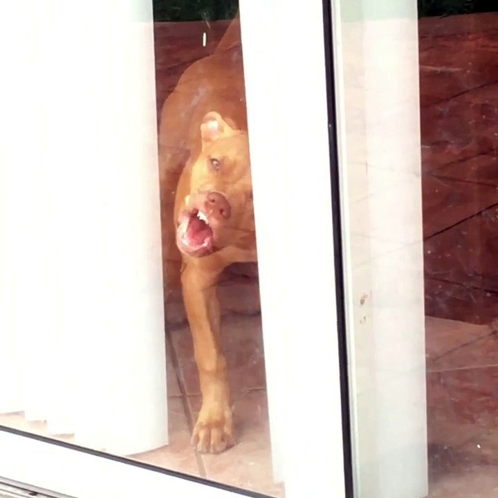 Dog can't figure out glass door, tries to chew threw it