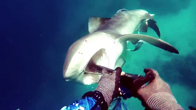 Attaque soudaine d'un requin-bouledogue sur un plongeur.. Flippant!