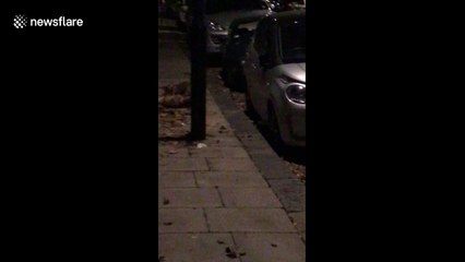 Man captures brutal fox fight in north London street