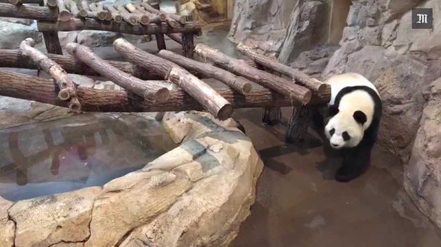 Facebook live : A la rencontre des pandas du zoo de Beauval