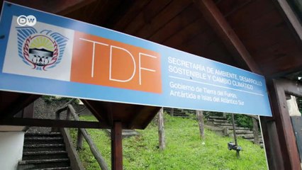 Plaga de castores en Tierra del Fuego | Reporteros en el mundo