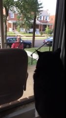 A reação de um gato ao descobrir que vai ter um irmão canino