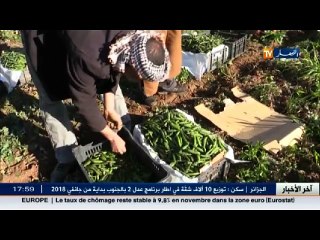 غليزان  قلة اليد العاملة يرهن جني الجلبان ويسبب خسائر في المنتوج