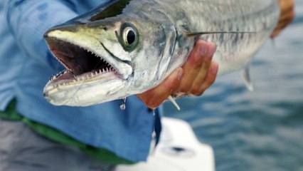 Boston Whaler 280 Outrage Fish Trial