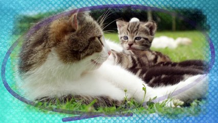 Удивительная дружба в мире природы 1 серия (2016)