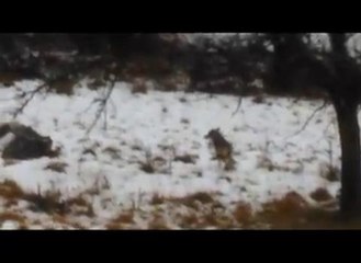 Un loup aperçu dans le...