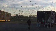 Un lacher de plus de 5000 pigeons voyageurs...