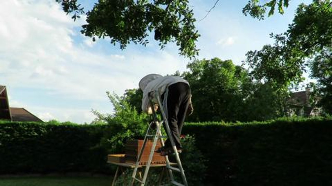 Un essaim d'abeilles captures a...