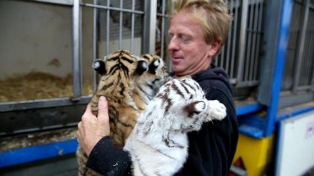 Trois tres jeunes tigres a voir au cirque de...