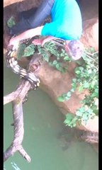 Des pythons chez les crocodiles...