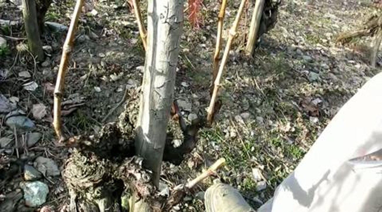 Vignes : la taille "en gobelet", qu'est-ce que c'est ...