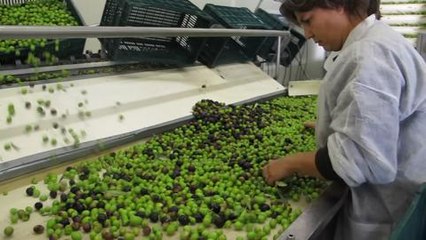 Le pire redoute pour la recolte des olives de...