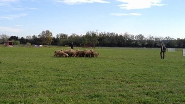 Vingt bergers au championnat national de chiens de...