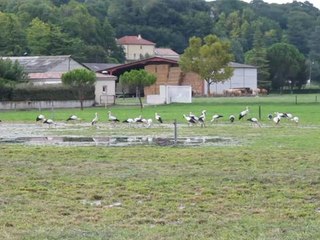 Un vol de 150 cigognes fait escale a...
