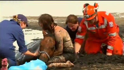 Nu A Vrut Sa Plece De Langa Calul Ei Care Se Scufunda Din Ce In Ce Mai Tare In Noroi !