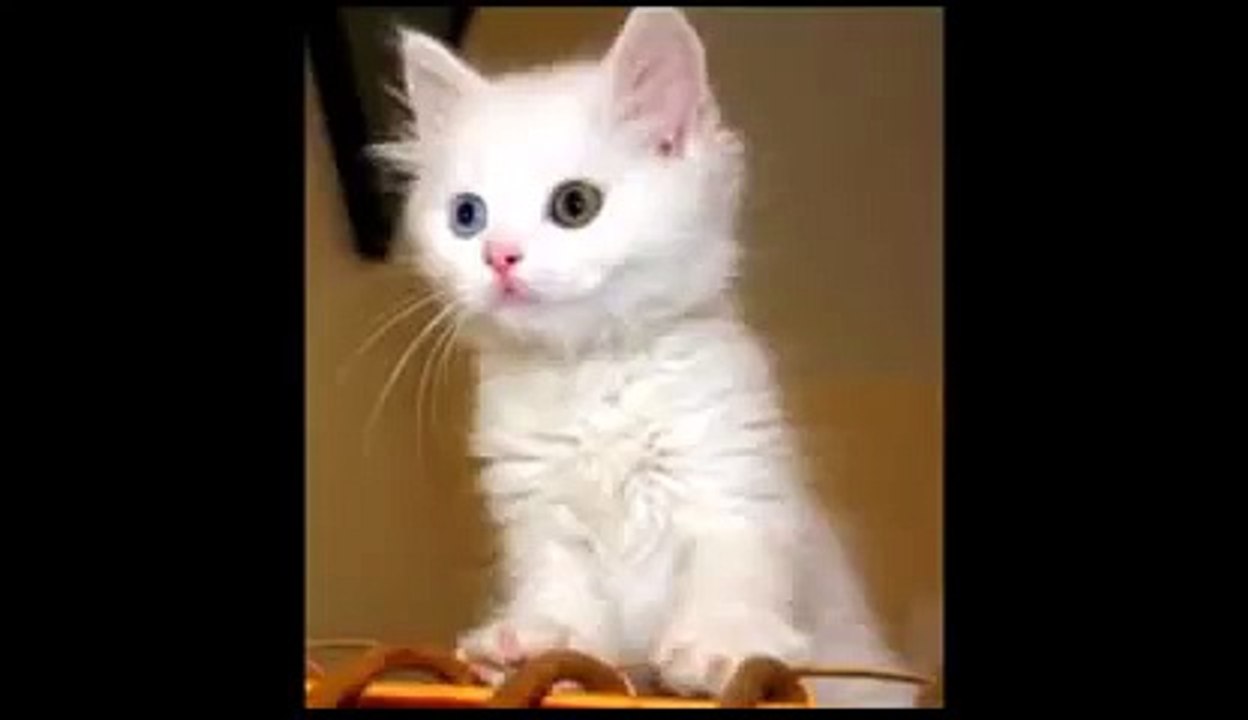 Kedi Sesi3 kedi Miyavlaması3 Dailymotion Video