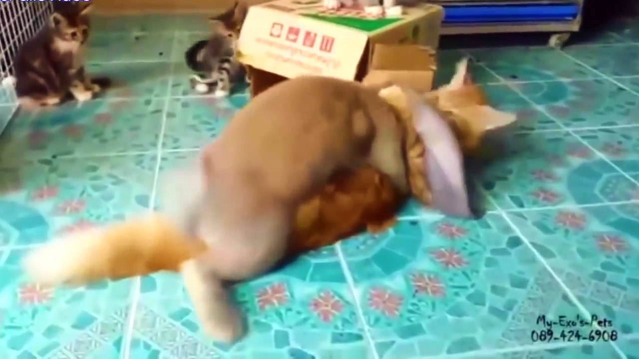 ПРИКОЛЫ ДЛЯ ВЗРОСЛЫХ  № 734  СМЕШНАЯ ПОДБОРКА СМЕШНЫХ ВИДЕО ПРИКОЛОВ 