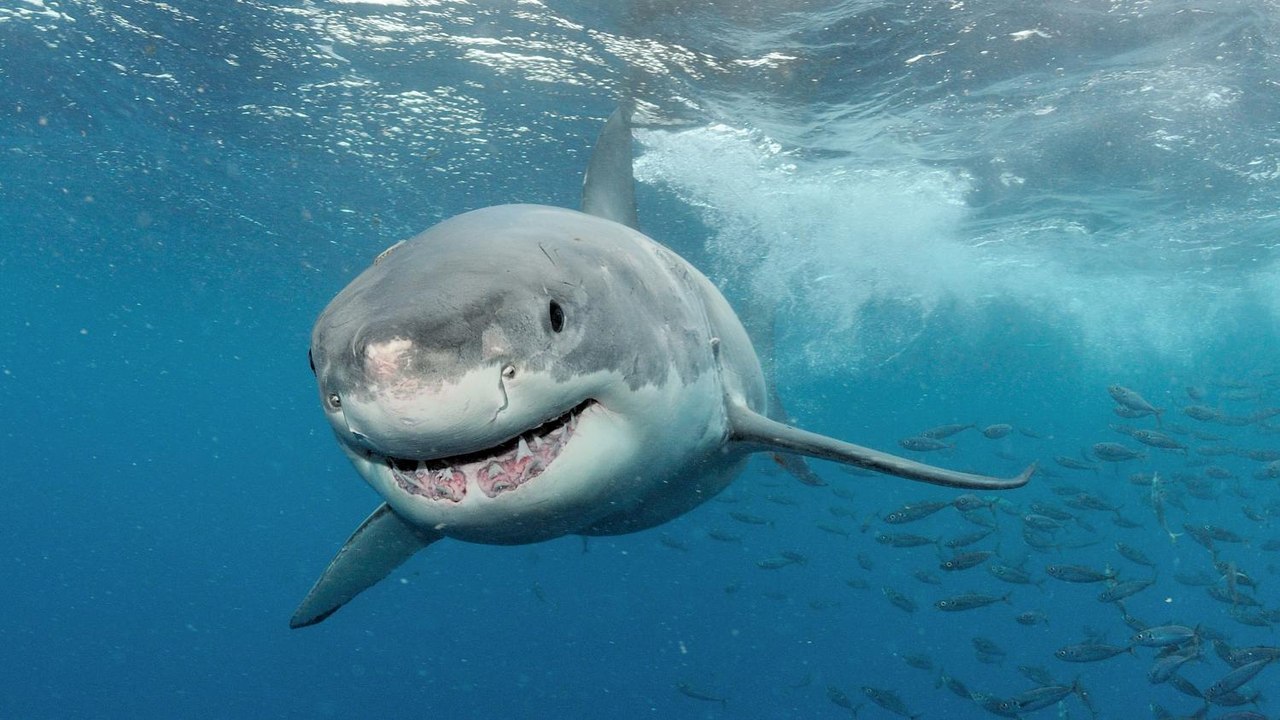 Choc Requin Attaque - bullshark Attaques chasseurs sous-marins !