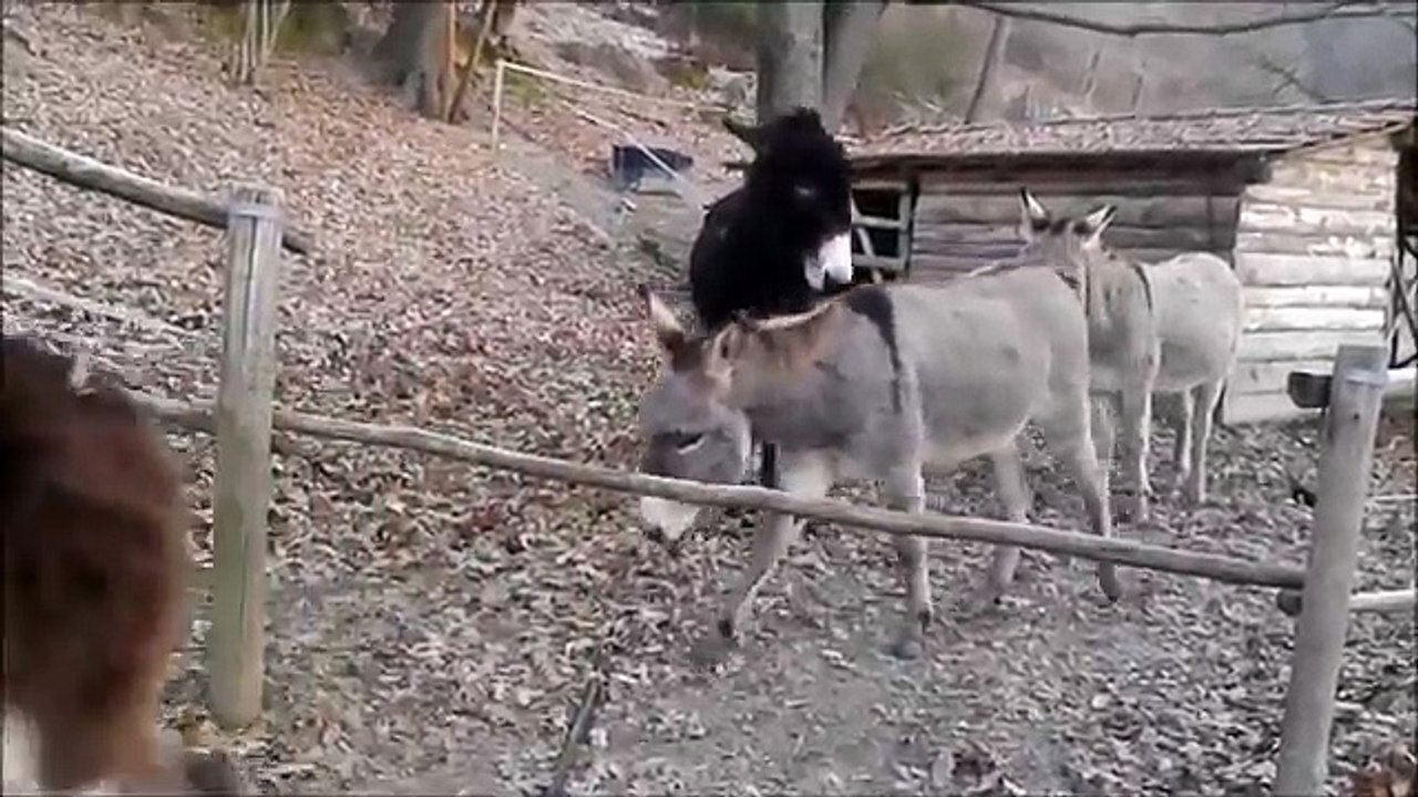 Gomari i mençur bëhet hit në internet (video)