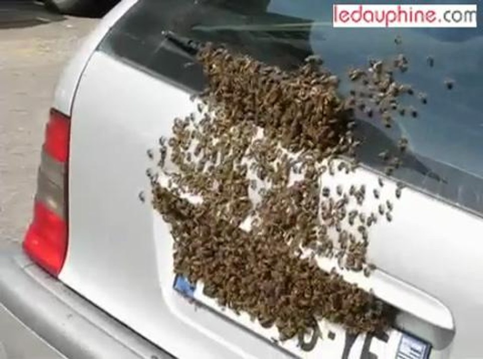 Abeilles Valence