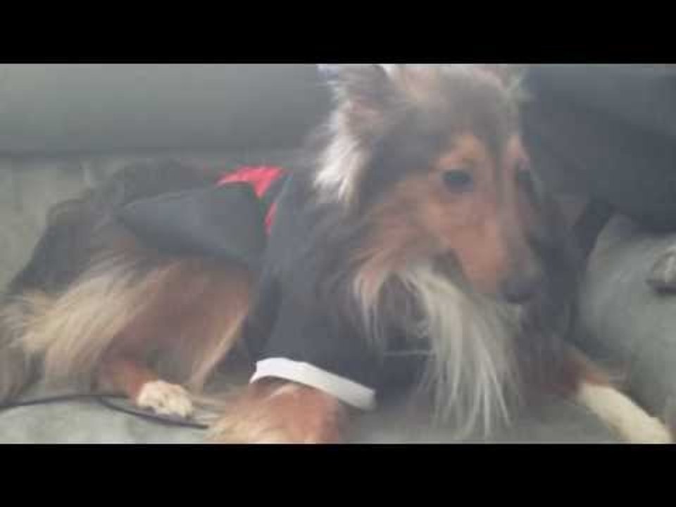James The Dog