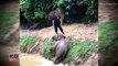 Adorable Baby Elephant Slips And Slides Trying To Get Out Of Muddy Water Pit-VVSBfqer3sk