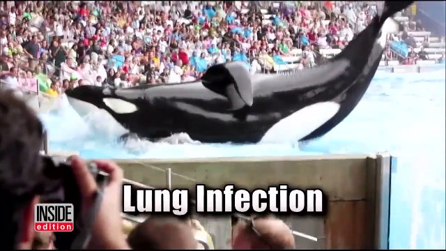 Killer Whale Tilikum That Attacked Sea World Trainer Has Died-AiBr2lpfMS8