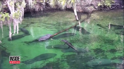 See This Alligator Swim Peacefully Alongside Manatees-36Kem5-5ASo