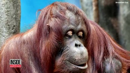 Sleepy 2-Week-Old Orangutan Clings To Her Mother At Her First Public Debut-KSxubWD9LuI