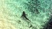 Galapagos Sharks Feeding Off of Ascension Island-IfJE