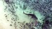 Galapagos Sharks Feeding Off of Ascension Island-I