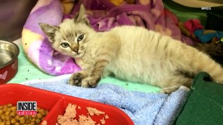Cat Is Adopted After It Was Found Plastic Wrapped To Package Inside UPS Truck-wxV-iJ0Gv-U