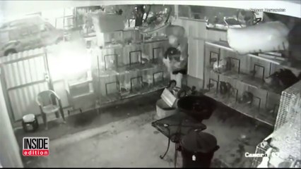 Man Falls Off Ladder After Stealing 40 Pricey Pigeons With A Bucket On His Head-QuvcZQfm7Xc