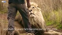 Lion Grabs Tourist in Animal Park