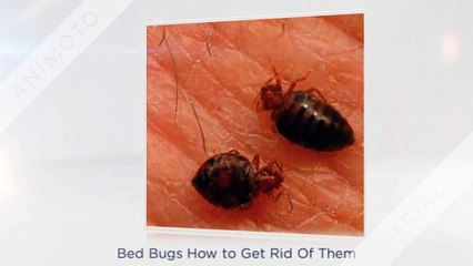 Heat Treatment for Bed Bugs