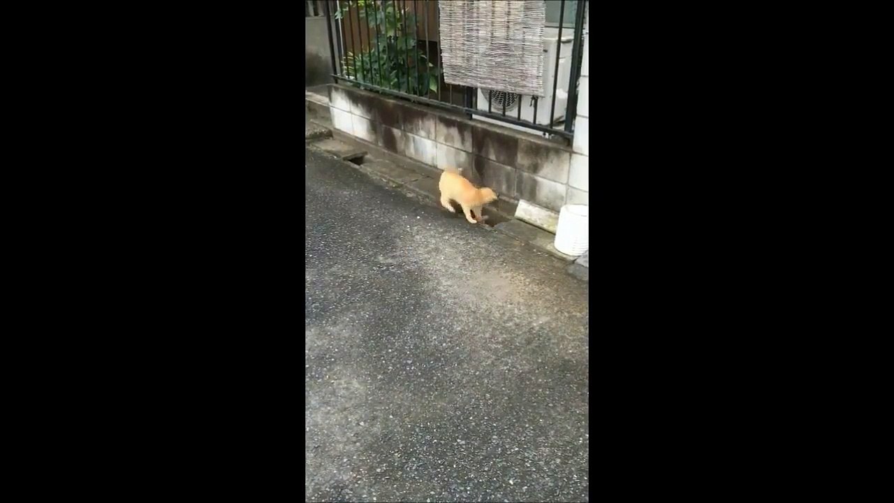 【可愛い！】追いかけっこする猫たち【Japanese cute cat】-Vueqb_Rq1HI