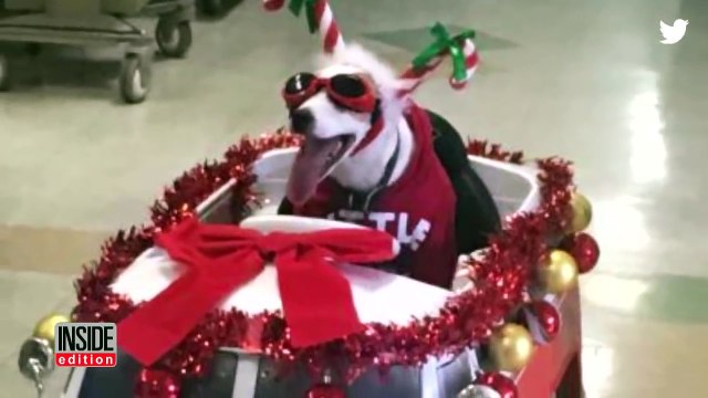 Therapy Dog Wearing Christmas Costume Delivers Smiles In Motorized Volkswagen-xHX5STLnotg