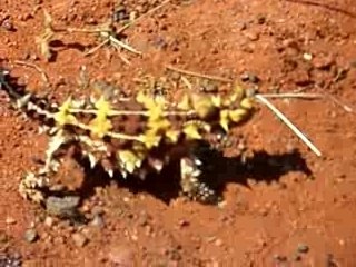 Thorny devil