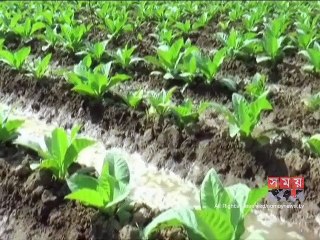 মেহেরপুরে ক্রমেই বাড়ছে ক্ষতিকর তামাক চাষ